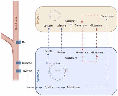 Advances in Astrocyte Computational Models: From Metabolic Reconstructions to Multi-omic Approaches